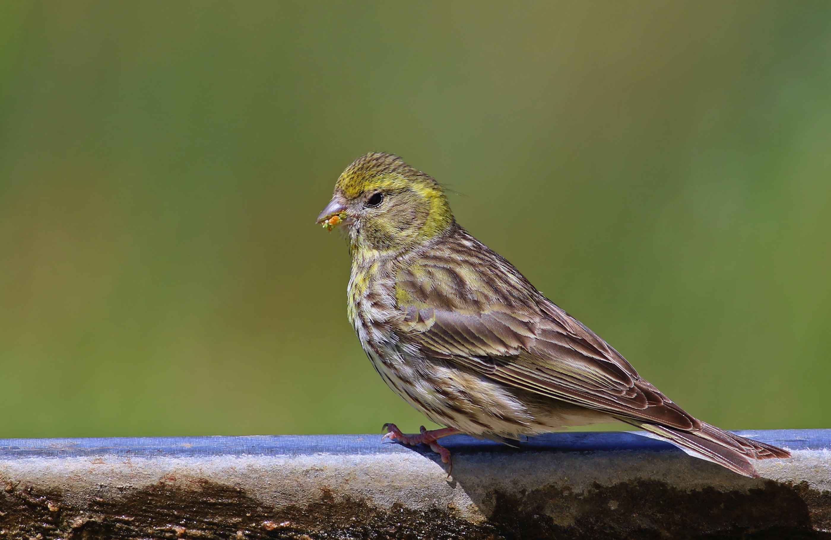 European Serin
